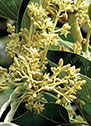 L-citrulina para apoyar el flujo sanguíneo natural en Erexiva España